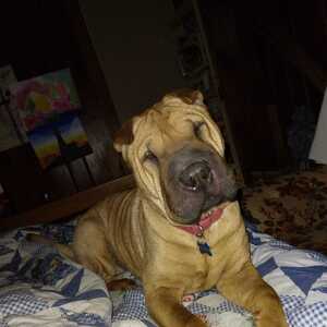 Fundraising Page: Diane Holifield